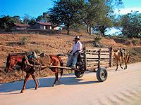 Residente de Los Achotes con carreta y caballos