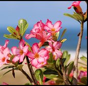 flowers in front of the beach