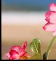 flowers in front of the beach