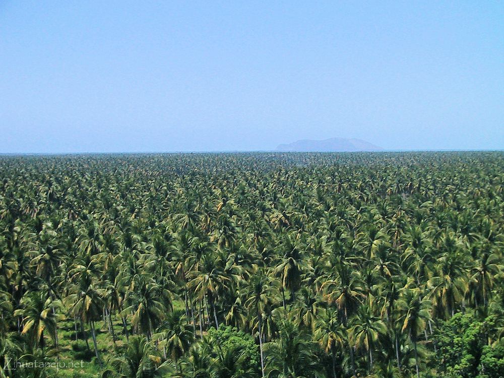 Coconut groves