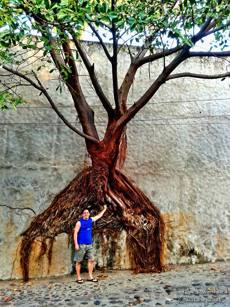 Amate tree growing in wall, Zihuatanejo