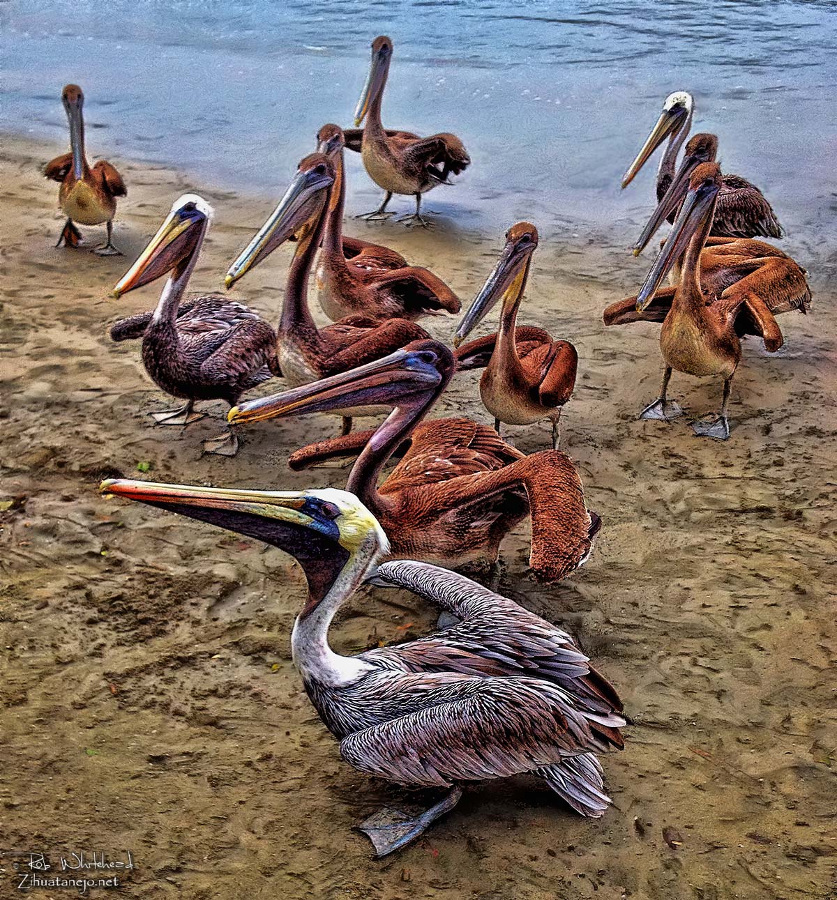 Pelicans, Zihuatanejo