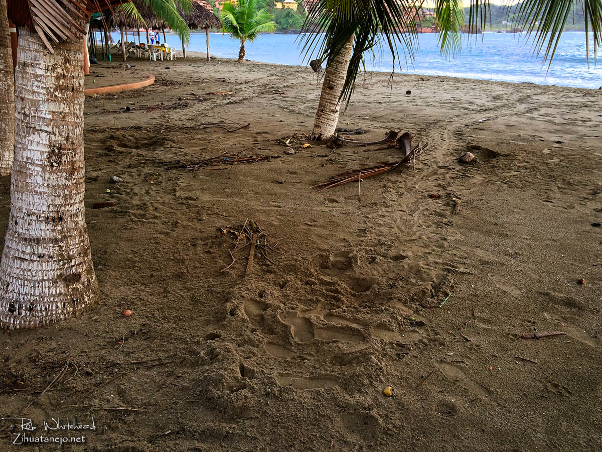 Sea turtle tracks and nest, Zihuatanejo