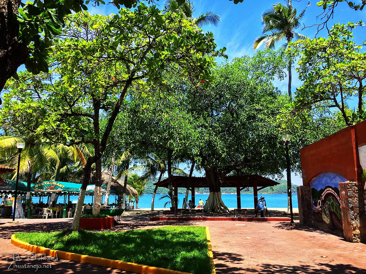Amate tree at Plaza del Artista, Zihuatanejo
