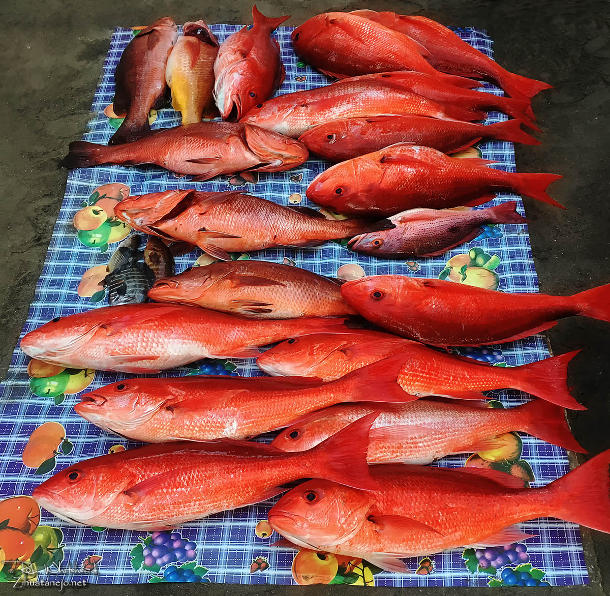 Red snapper at the fishermen's market, Zihuatanejo