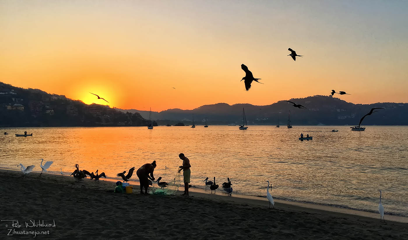 Pelicans, frigate birds, great herons, and cormorants