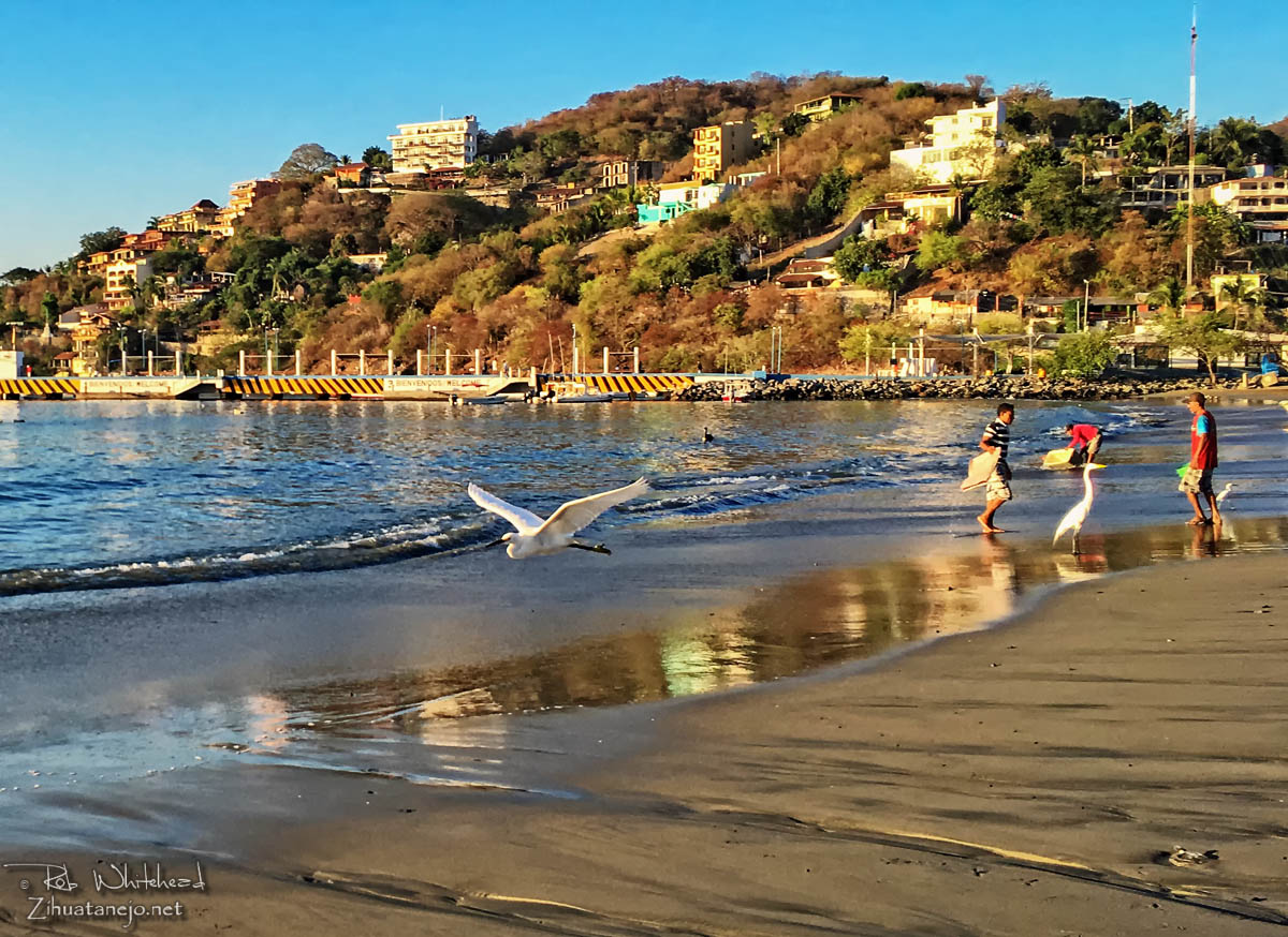 Snowy egret flying on Playa Principal, Zihuatanejo