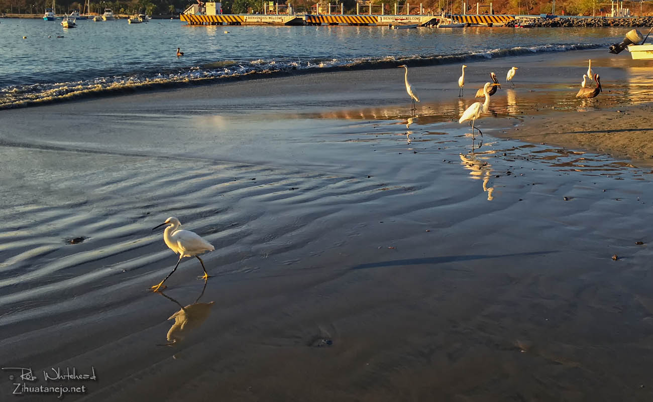 Snowy egrets, great egrets and pelicans, Zihuatanejo