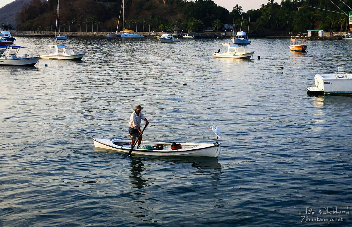 Fisherman in canoe with great egret, Zihuatanejo
