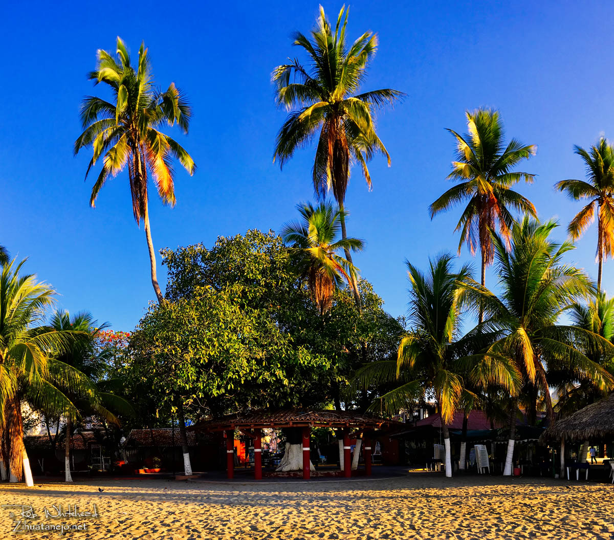 Amate tree at Plaza del Artista, Zihuatanejo