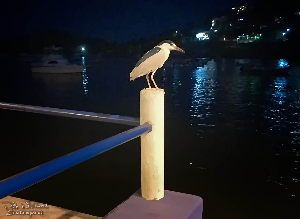 Black-crowned night heron, Zihuatanejo