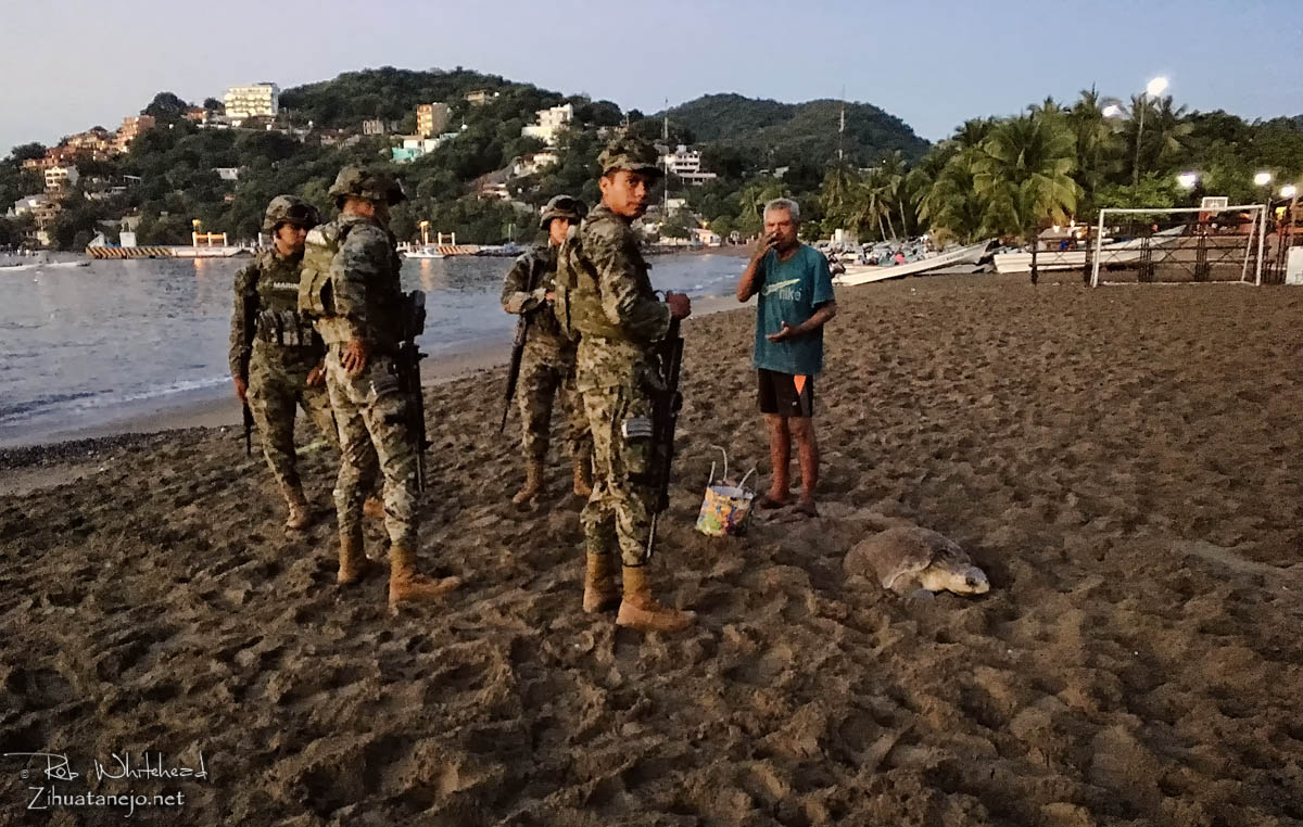 Sea turtle and Marinos, Zihuatanejo