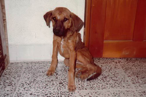 ABANDONED PUPPY / CACHORRO ABANDONADO